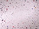BOYSEN, Ben Lukas/SEBASTIAN PLANO - Everything - Vinyl (LP + MP3 download code)