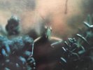 Steely Dan Katy Lied MFSL- Original Master Recording -