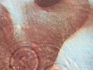 PINK FLOYD - - MEDDLE - - 1971 Australian HARVEST 12