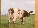 PINK  FLOYD - ATOM HEART  MOTHER 1970
