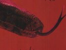 ALICE COOPER 'KILLER' Ltd 140g Red / Black Swirl Coloured VINYL LP (2018)