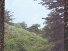 Jinsang - Life LP (Black Vinyl) Vinyl LP DA0153014
