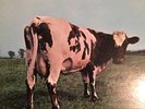 PINK FLOYD-Atom Heart Mother-LP Vinyl SKAO-382 USA Anfang 70er Jahre Topzustand