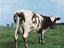 Pink Floyd - Atom Heart Mother ( VINYL 09-23-2016 ) NEW