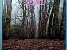 TWINK THINK PINK INSANELY RARE ORIG'70 SIRE PROMO LP 1A UK FOLK PSYCH CLASSIC NM