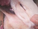 FENNESZ, Christian/JIM O'ROURKE - It's Hard For Me To Say I'm Sorry - Vinyl (LP)