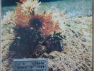 J.B. Lenoir - J.B. Lenoir - LP NZ 1970 Polydor 2425009 Near Mint Condition