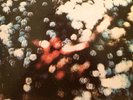 PINK FLOYD Obscured By Clouds LP HARVEST ST-11078 original US pressing NM