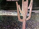 INDIAN SUMMER / NEON - RCA  NE-3 / Made in USA 1971