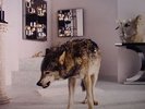 GRINDERMAN - Grinderman 2 - Vinyl (LP + CD + booklet + poster)