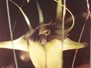 PSYCHIC TV - Dreams Less Sweet - Vinyl (LP)