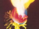 ADORABLE-Against Perfection (Coloured Vinyl)  VINYL NUEVO