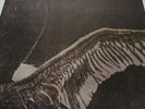My Dying Bride  Turn Loose The Swans 1993 Vinyl [VILE39] Rock