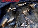Trespass-Footprints In The Rock (Black Vinyl)  VINYL NEW