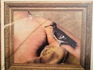 Sexy Pee Story by The Cows Am Rep Vinyl Nirvana Melvins Mudhoney Dwarfs TOOL