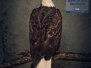 CLUTCH - BOOK OF BAD DECISIONS - NEW COKE BOTTLE CLEAR VINYL LP (INDIES ONLY)