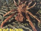 The Web Theraphosa Blondi Uk Deram Rare Mono Lp