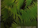 LP Edgar Froese - Ypsilon In Malaysian Pale (NM)