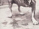 ALICE IN CHAINS RADIO STATION PROMOTIONAL ALBUM NEVER AIRED 