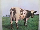 LP - PINK FLOYD - ATOM HEART MOTHER - german 