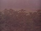 AND ALSO THE TREES -  And also the trees - LP (33 TOURS) -