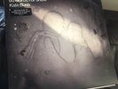 Kate Bush 50 Words For Snow Vinyl 1st Pressing Rare