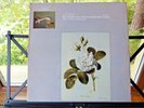 L´OISEAU-LYRE OLS 133-34 BACH SIX CELLO SUITES JEAN-MAX CLEMENT