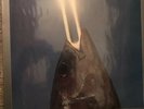 Reo Speedwagon  You Can Tune A Piano But You Cant Tuna Fish Sealed Lp