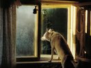 GIBSON, Laura - Goners - Vinyl (green vinyl LP + poster + MP3 download code)