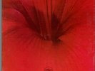 Jimmy Stewart – Fire Flower (1977) - New Catalyst Jazz LP Record  CAT-7621