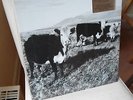MARK KOZELEK (SUN KIL MOON RED HOUSE PAINTERS) lim 500 Vinyl LP Finally (2009)