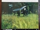 Rachmaninov: Concerto No. 2 - Rubinstein **RCA Living Stereo SB-2043 ED1 LP**