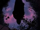 Aurora [VINYL] Slow Crush Vinyl