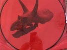 Alice In Chains The Devil Put Dinosaurs Here Vinyl Lp Picture Disc New Unplayed