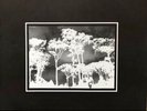 Trees Without Leaves - Paul Nova - Original EXL 003 - Mint condition