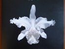 Kings of Leon - Aha Shake Heartbreak [2004] Handmedown HMD40 Clear 2 x 10
