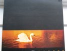 VAN MORRISON Avalon Sunset POLYDOR LP RARE 1989 UK ORIGINAL  8392621
