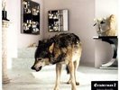 Grinderman 2 (12