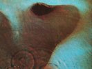 Pink Floyd ?– Meddle - LP ITALY 1982 REISSUE