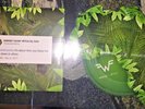 Weezer Africa Vinyl Sold Out RSD 2018 + Urban Outfitters Green 10