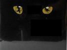 Andrew Lloyd Webber ? Cats (2 x Lp Vinyl Neu) | Album Original 1981