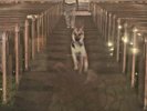 Alex G - Trick Vinyl 2015 Record Mint Never Played