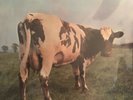 PINK FLOYD ATOM HEART MOTHER SMAS 362 Purple lp / Mauve CanadIan