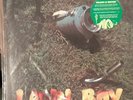 2013 Phish  Lawn Boy Record Store Day