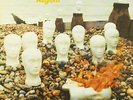 CRESSIDA-ASYLUM (UK IMPORT) VINYL NEW