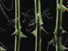 Type O Negative AMAZING AUTOGRAPHED BY THE ENTIRE BAND OCTOBER RUST 2 LP SET/WOW
