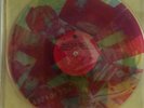 Talking Heads Speaking In Tongues Clear Vinyl Sire 1983 Rauschenberg Pre-owned