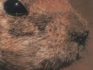 Butthole Surfurs - Pepper 3 mixes - US DJ 12