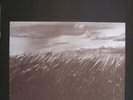 And Also The Trees Et Aussi Les Arbres French Lp Rare