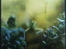 LP Steely Dan - Katy Lied, NM